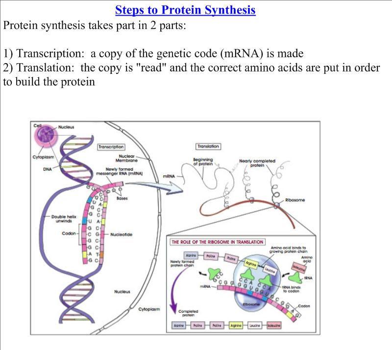 protiene systhesis protiene systhesis
