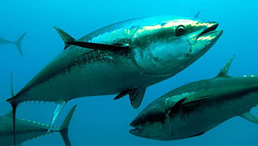 Ikan Tuna didalam air Ikan Tuna didalam air