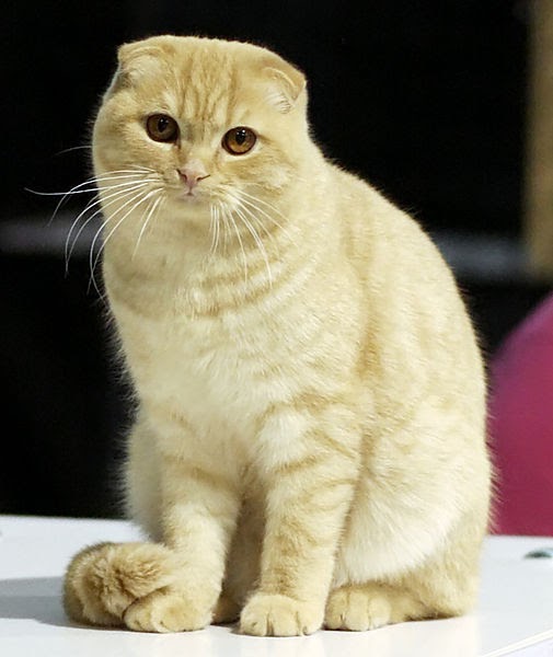 Scottish Fold Cat