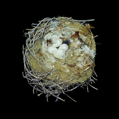 Birds Nests Photography by Sharon Beals Seen On www.coolpicturegallery.us Birds Nests Photography by Sharon Beals Seen On www.coolpicturegallery.us