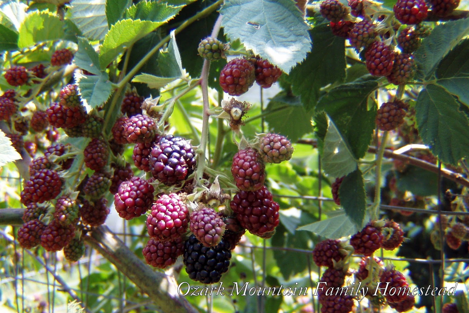 Ozark Mountain Family Homestead Canning Blackberries