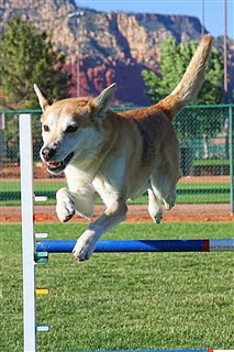 Frankie Sedona