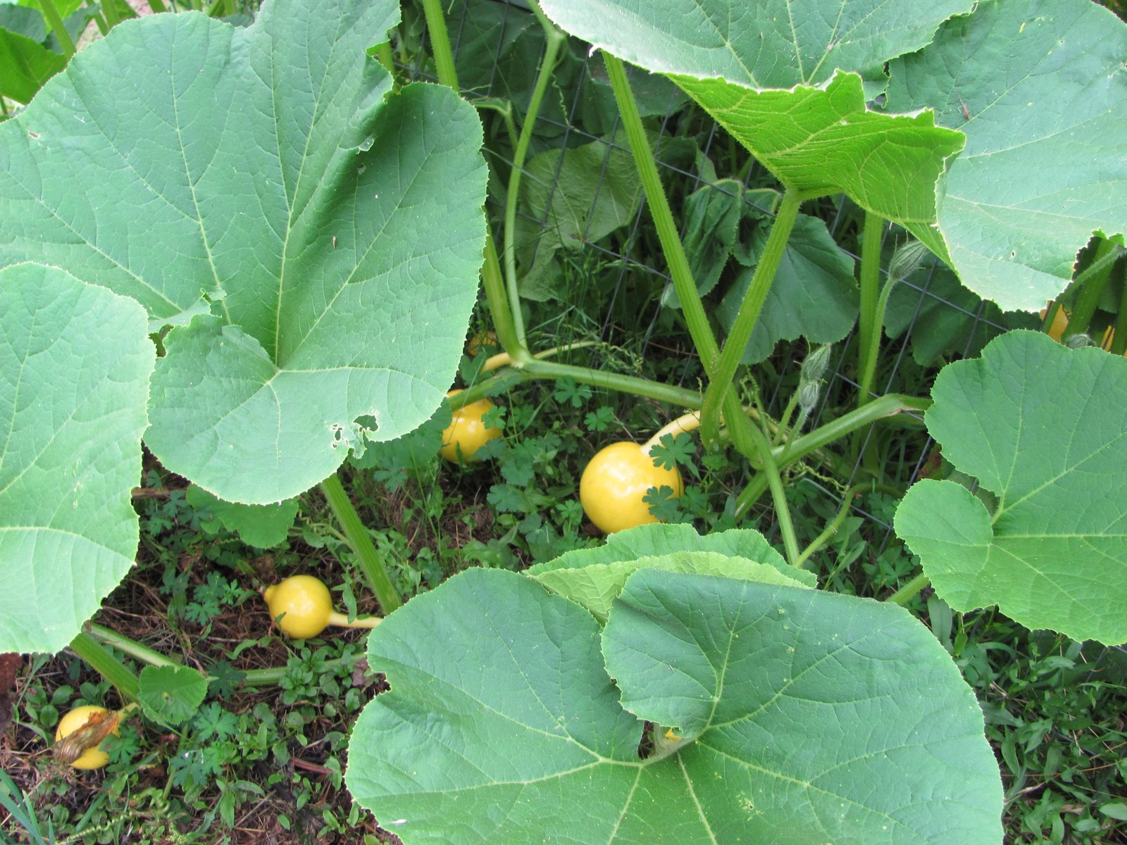 West Marin Photo of the Day Pumpkin plant gone wild
