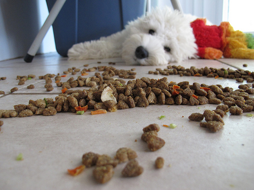 Iams Dog Treats Recall Iams Dog Treats Recall