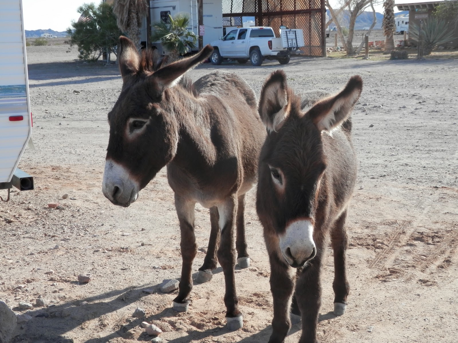 Rauhala Ramblers Martinez lake, Arizona Donkeys
