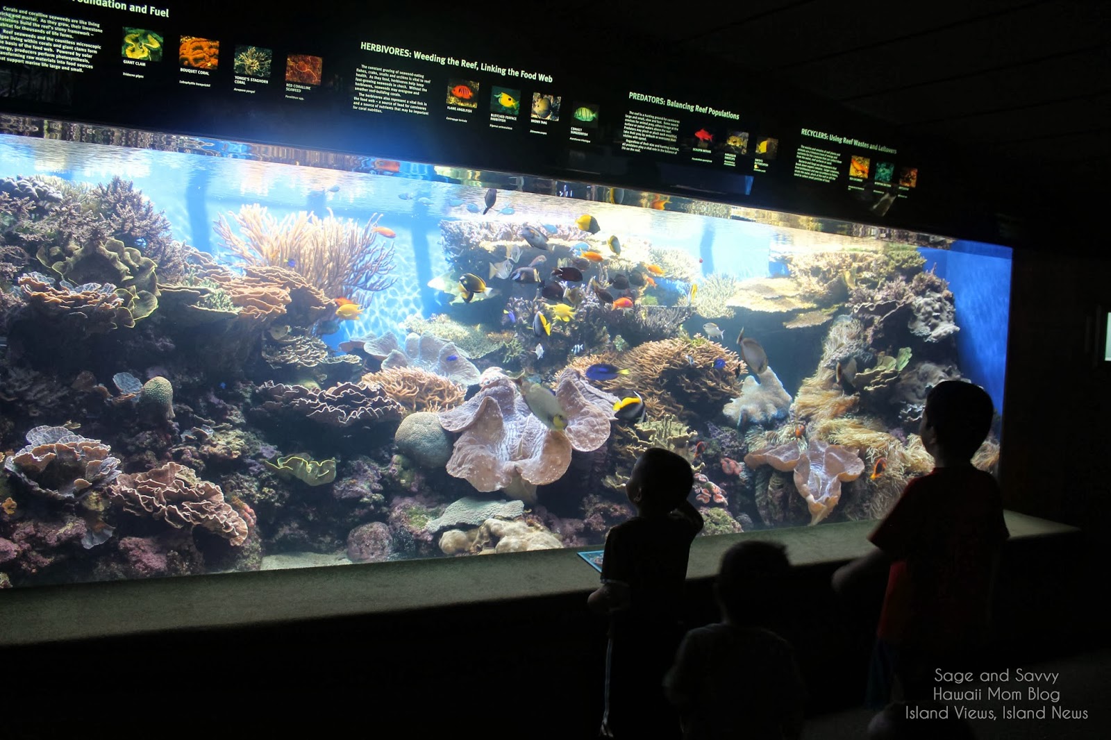 Hawaii Mom Blog Visit Oahu Waikiki Aquarium