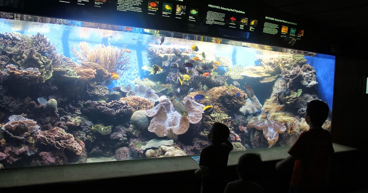 Hawaii Mom Blog Visit Oahu Waikiki Aquarium