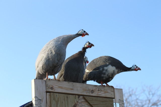 Guineafowl on the coop roof being LOUD