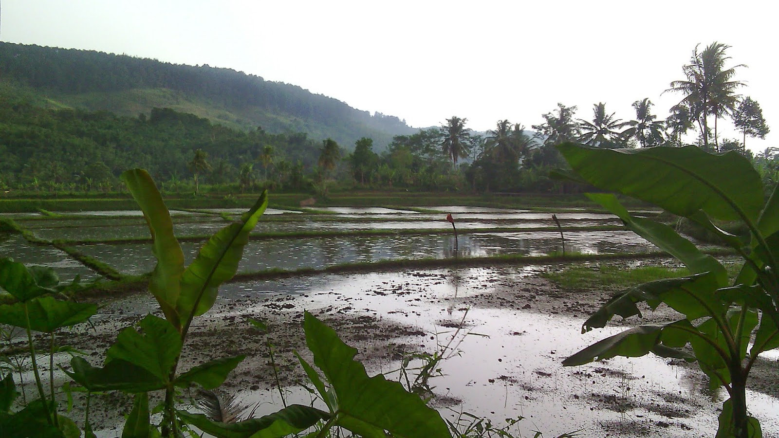 tanah dijual di sukabumi tanah dijual di sukabumi