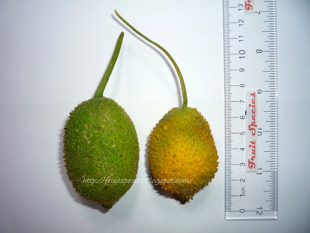 Fruit Species SPINE GOURD
