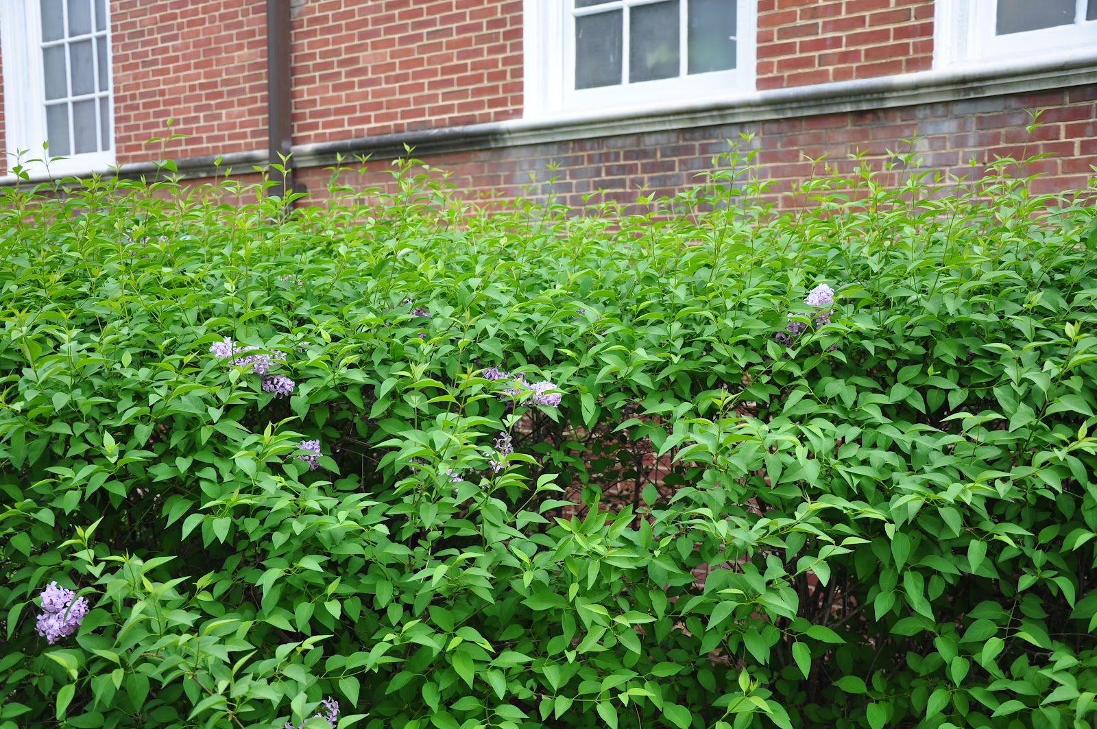 UMD Arboretum and Botanical Garden Persian Lilac, a lilac diva from