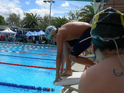 bearswimming