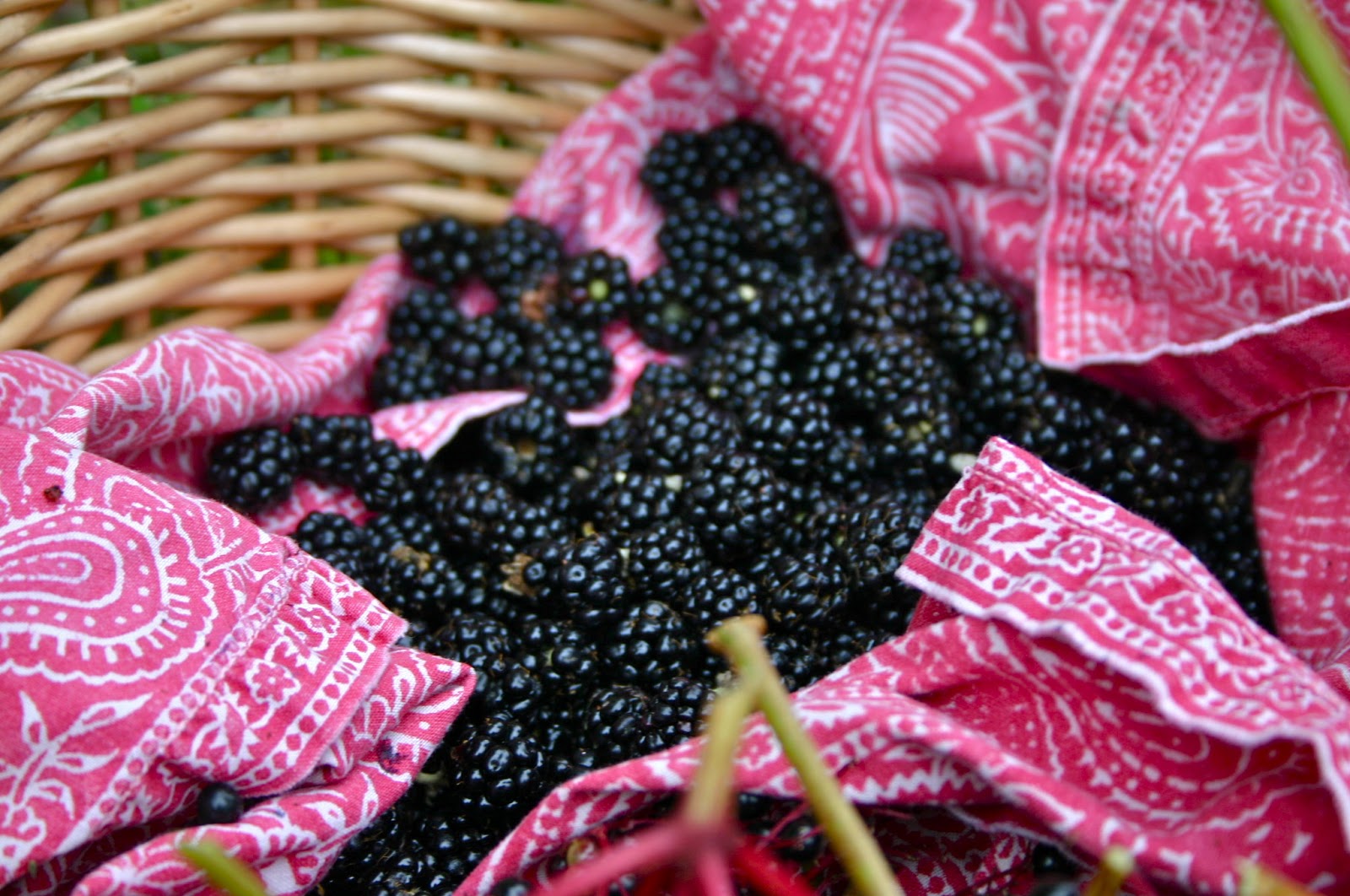 And Here We Are... How I Made Wild Blackberry Cider