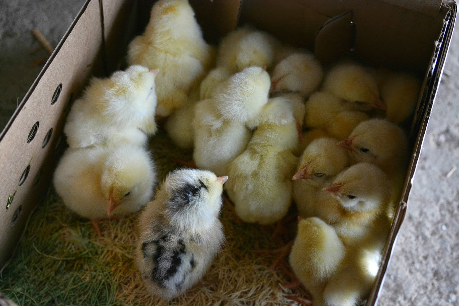 Little House on the Dairy when chickens come in the mail