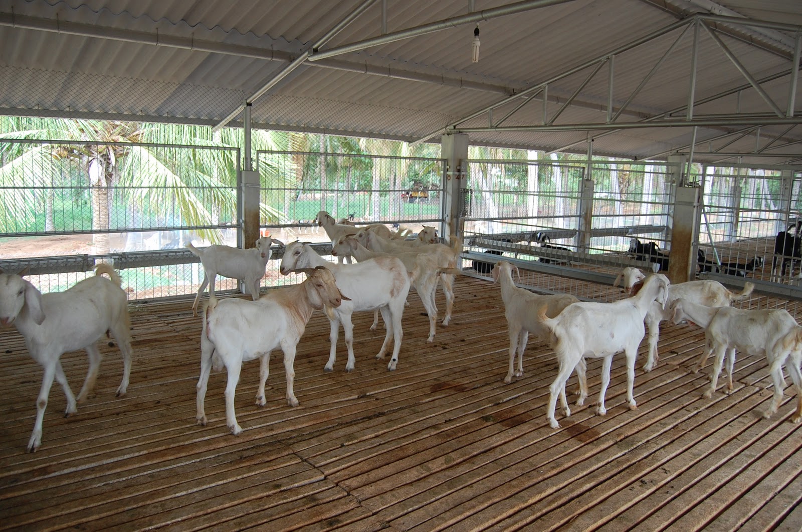 veeravasu goat farm
