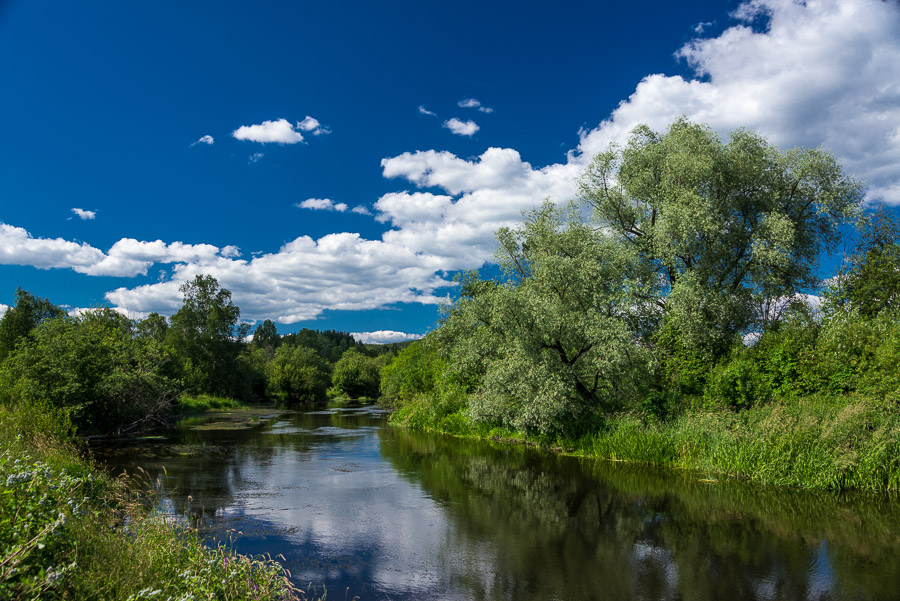 Лесами, на север (на вело, 1020 фоток)