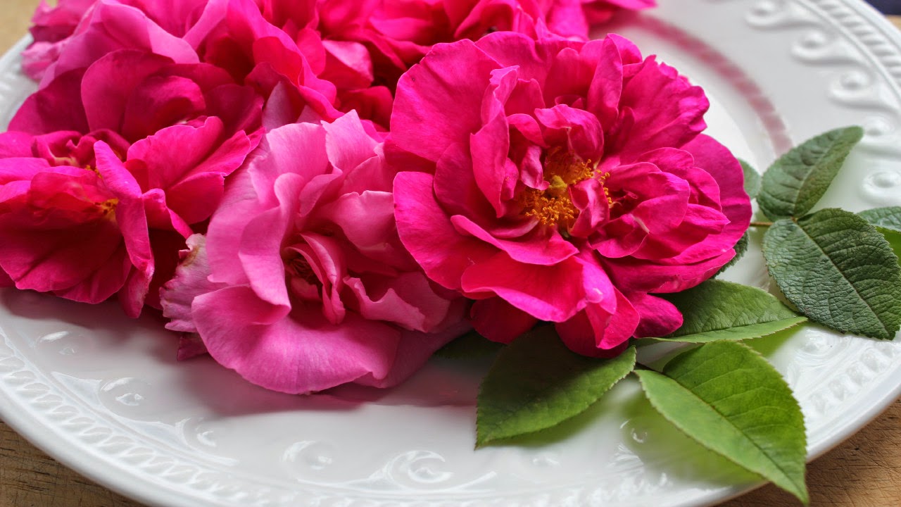 Chicken Food For Free Part 5 Rose Petals Nutritional & Medicinal