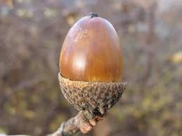 http://tree-species.blogspot.co.nz/2008/11/sessile-or-welsh-oak-quercus-petraea.html