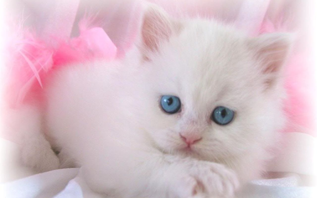 Kedi Resimleri En Guzel Kedi Resimleri Seker Kedi Resimleri