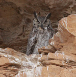 Great Horned Owl (5/15)
