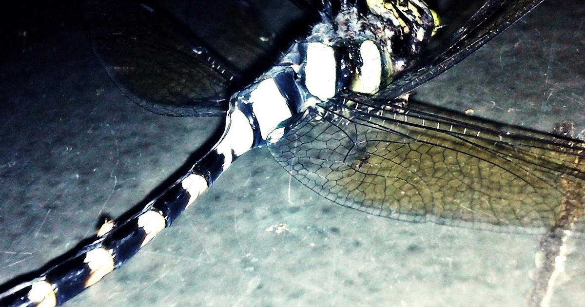 Epic Zebrafly is epic.