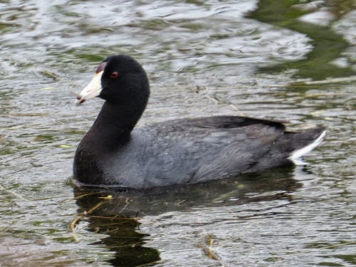 American Coot