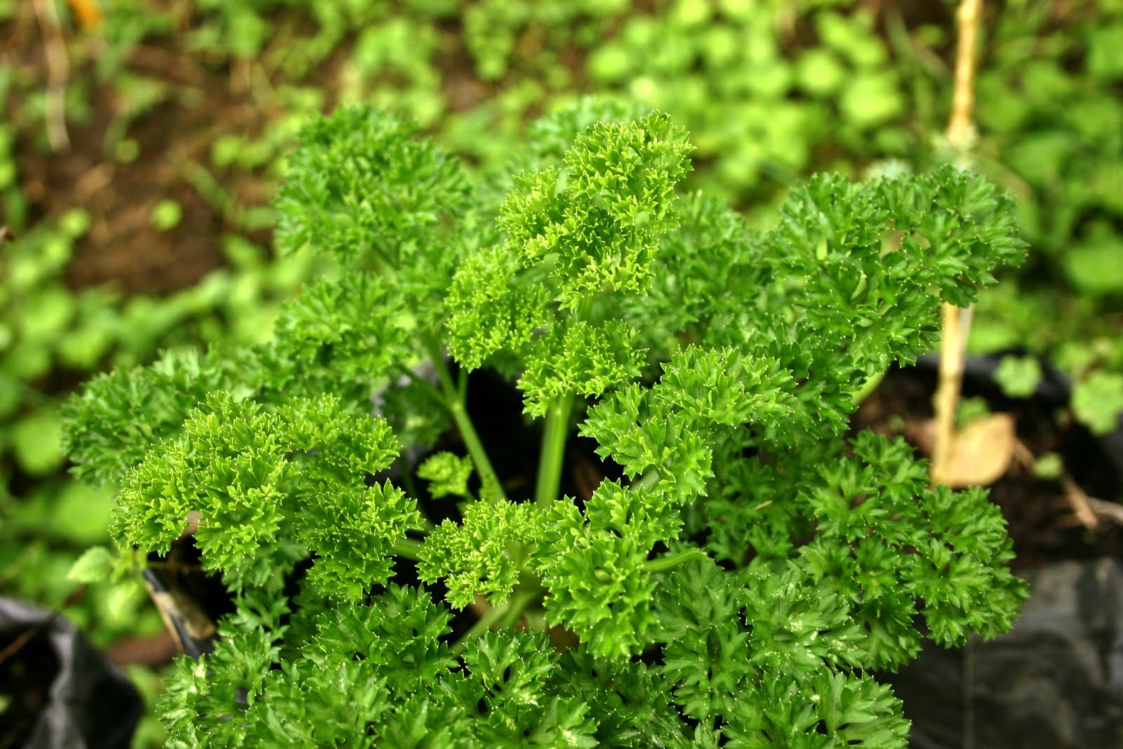 Việt Nam Ăn Chay Thuần Thực Vật Ngò tây giúp lọc thận (Dược sĩ Phan