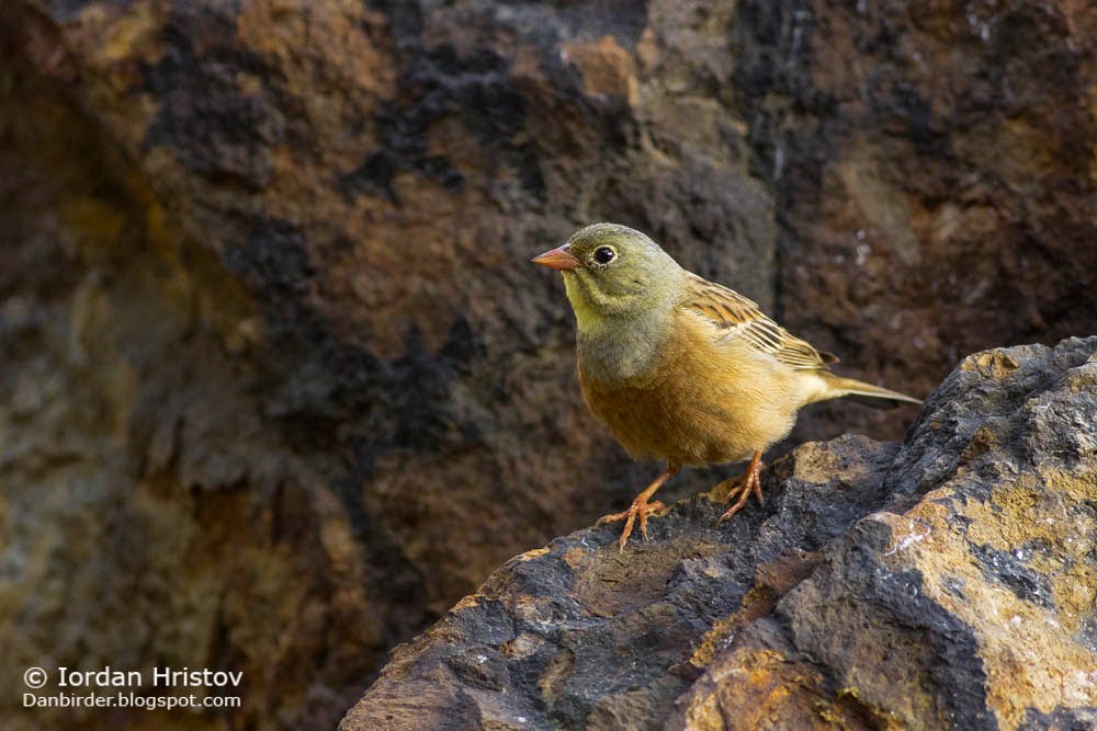 Ortolan Bunting photography, copyright Iordan Hristov bird photography in Bulgaria