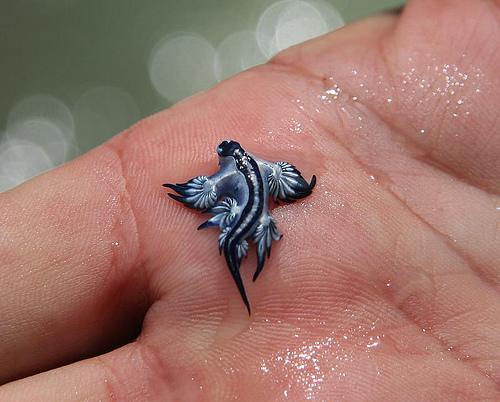Glaucus+atlanticus+(blue+sea+slug)3
