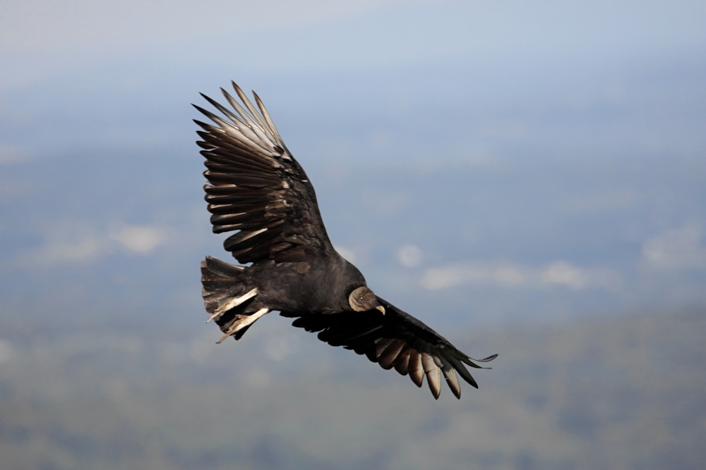 Steve Byland Nature Photography Attract More Vultures To Your Yard