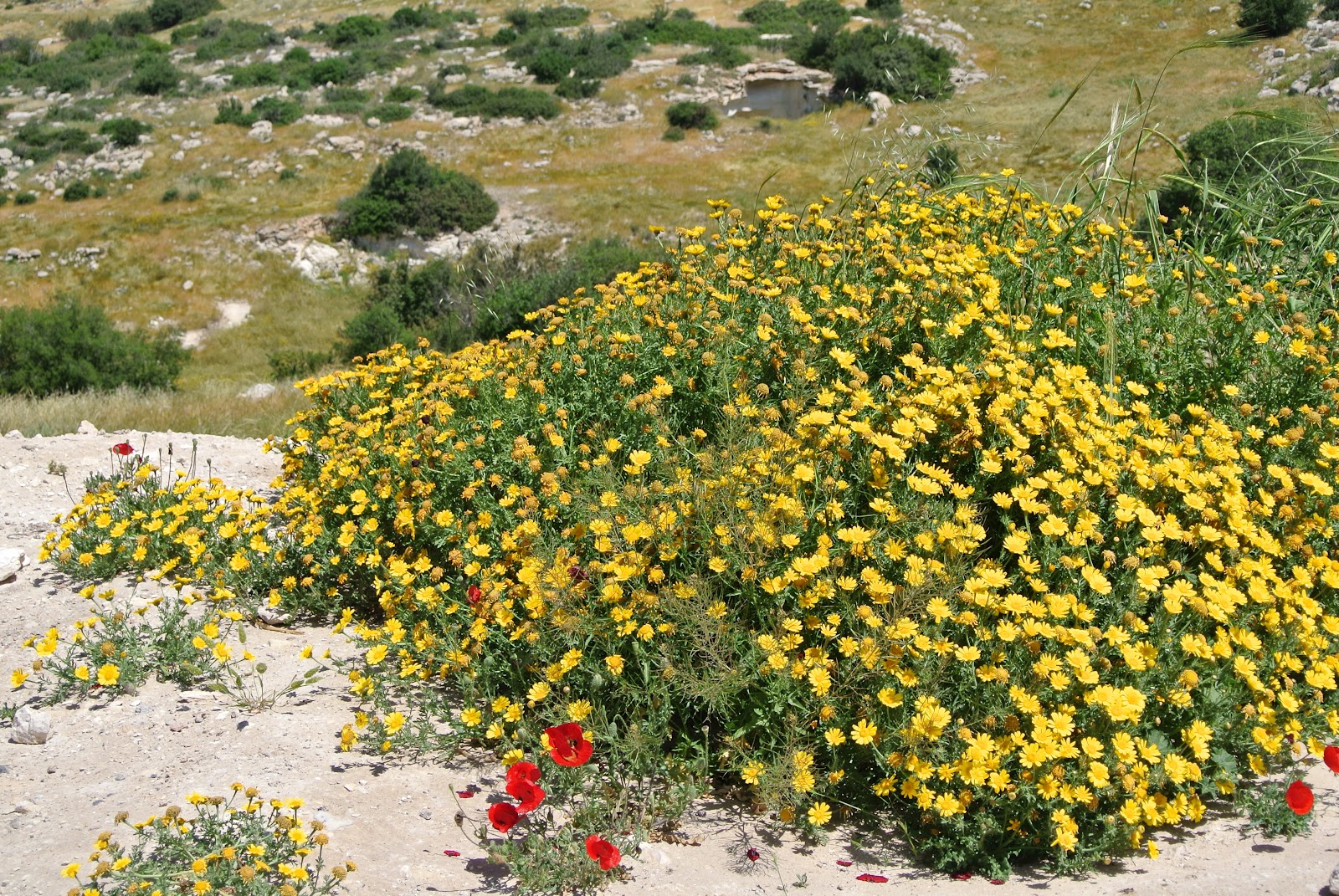 Beit Lehi
