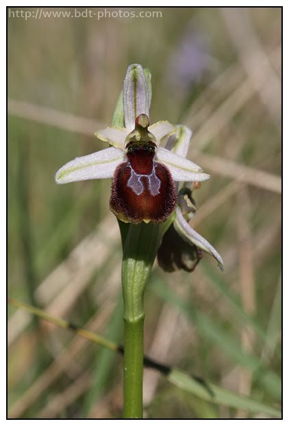 Ophrys arachnitiformis Ophrys-en-forme-d%2527araign%25C3%25A9e-%252810%2529