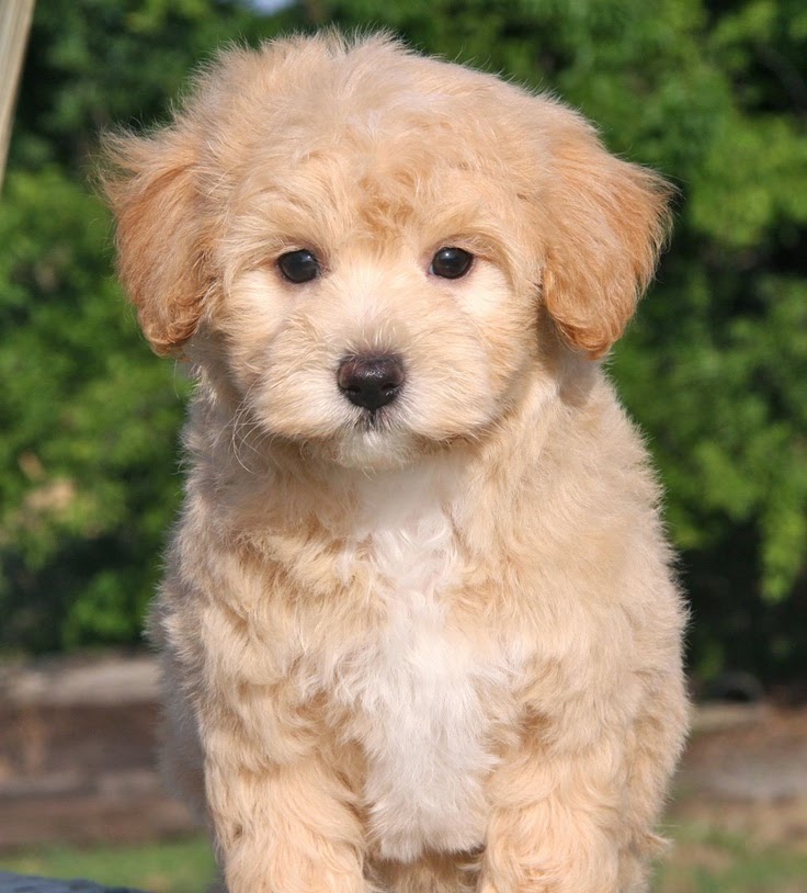 Cute puppy and dog 3 Amazing Cute Different Dogs 3 amazing cute different dogs m=1