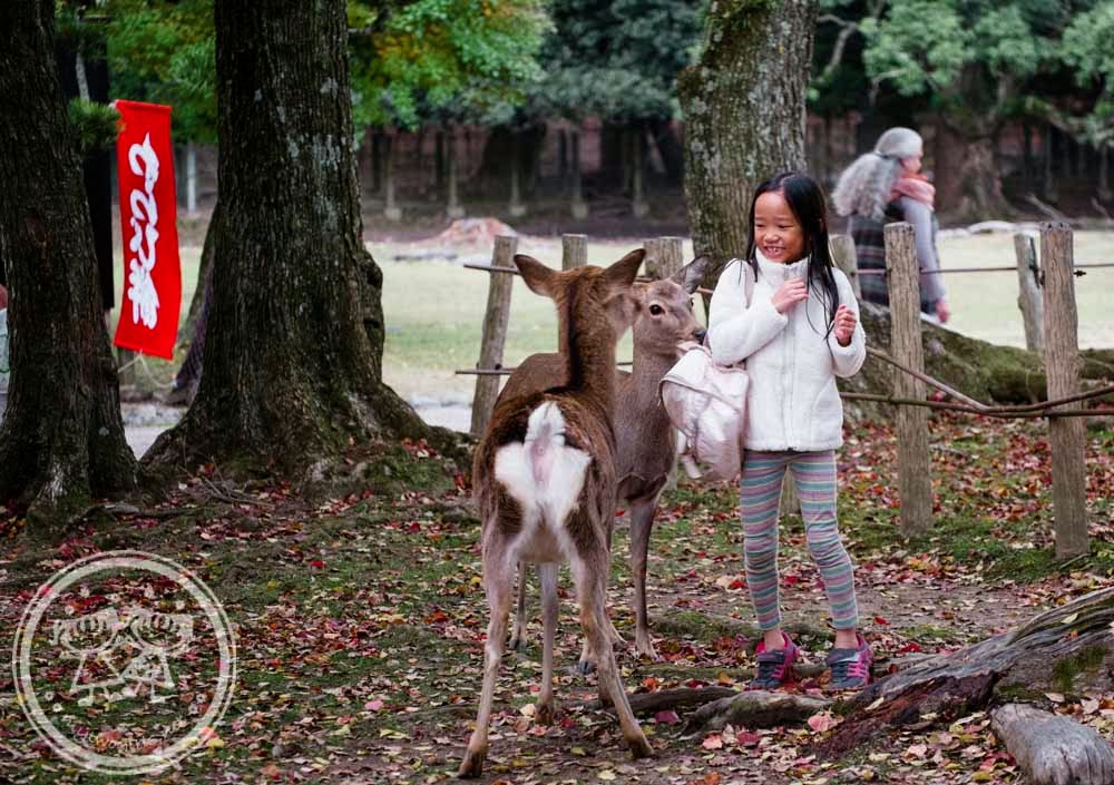 Deers at Nara Park