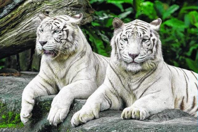 Interesting Green: 2nd white tiger dies at zoo