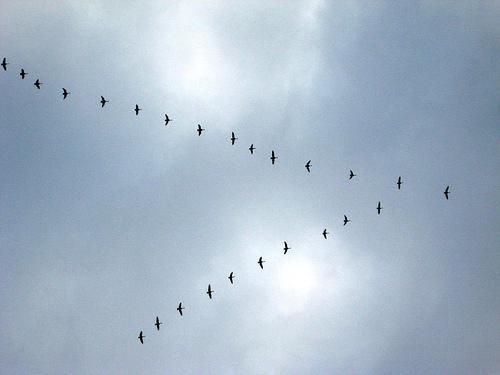 when the birds fly south when the birds fly south