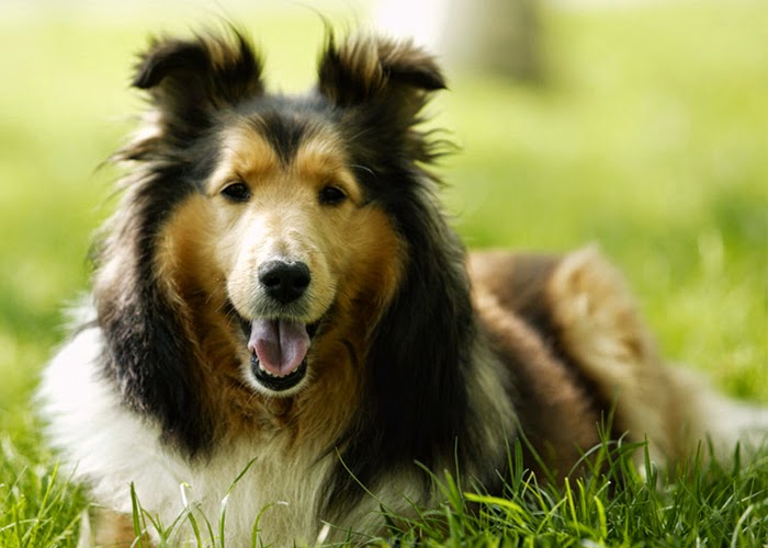 Mencari Tahu Anjing Terbaik Yang Ada Di Dunia Mengenal Binatang