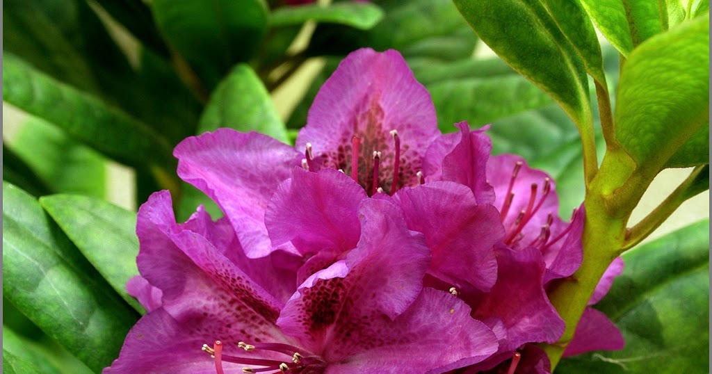 feuerwerk rhododendron
