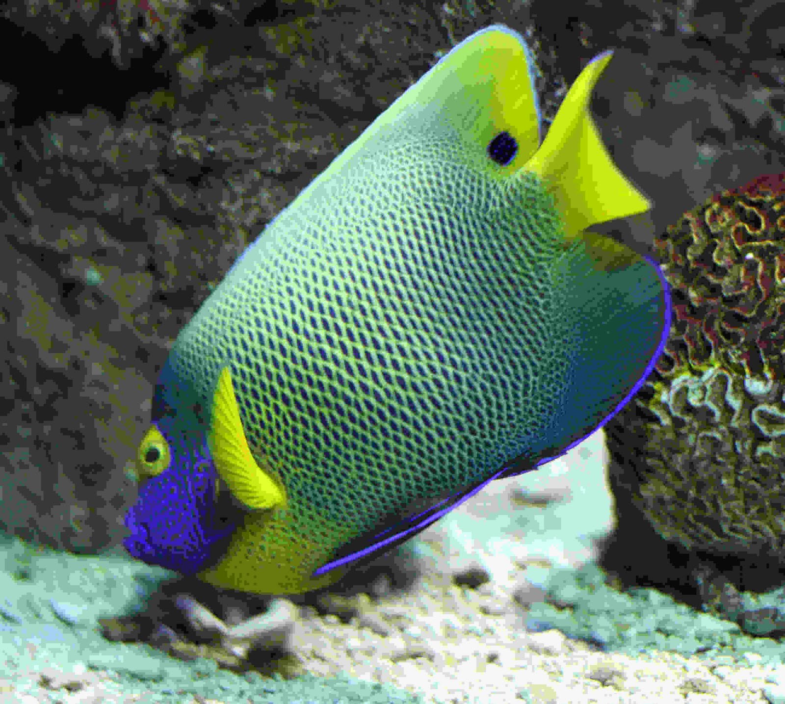 Tropical Fish Tanks: Unveiling the Secrets of Tropical Fish Tanks: A Beginner's Handbook thumbnail