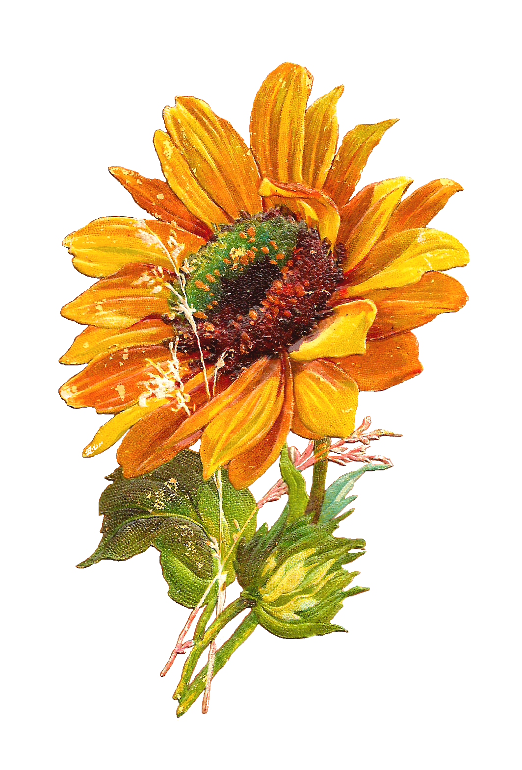 download sun flower drawing