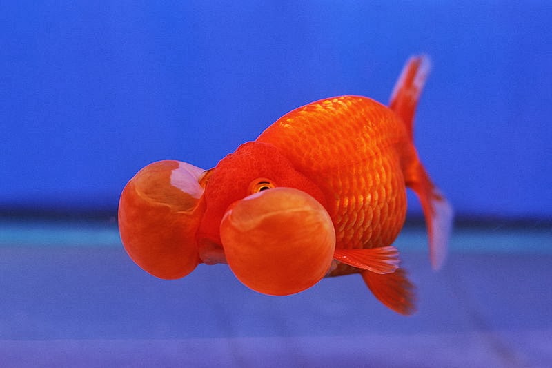 Jual Perlengkapan Aquarium Dan Ikan Hias Aquarium Jombang