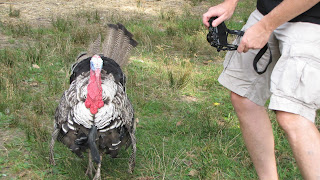 Narragansett turkey heirloom turkey Coggeshall Farm Museum bristol RI