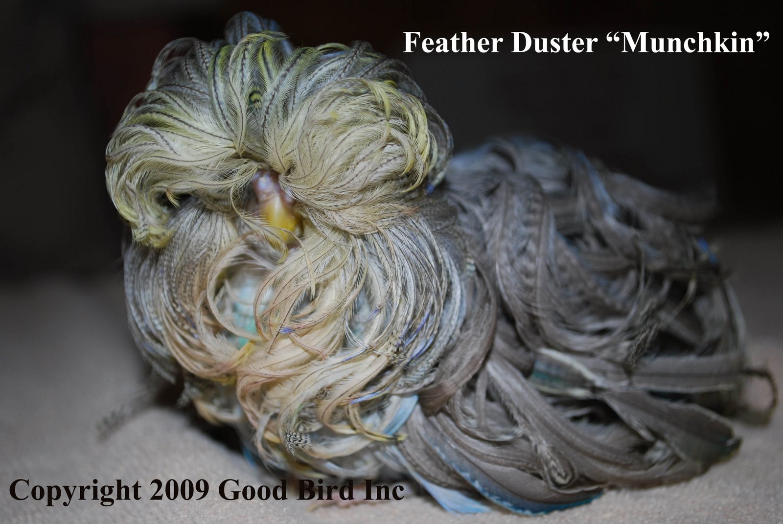 Budgies are Awesome Super rare mutation the Feather Duster budgie