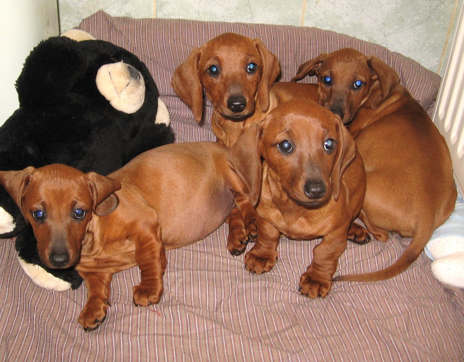 chiots " TECKEL " poils ras eurl dog