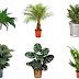 NASA recomenda: 5 plantas que não devem faltar em sua casa para purificar o ar