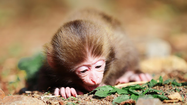 Baby Monkey on Ground