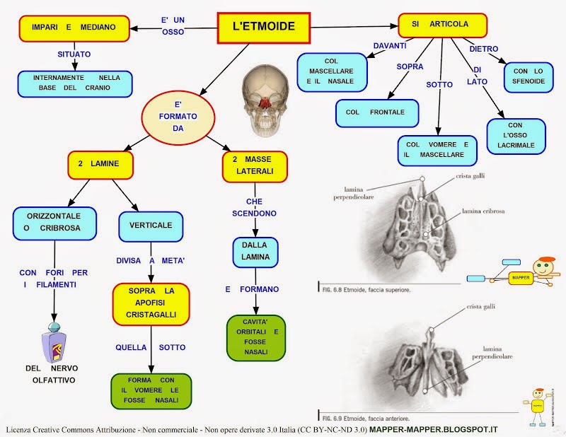 Mappa concettuale Osso Etmoide •
