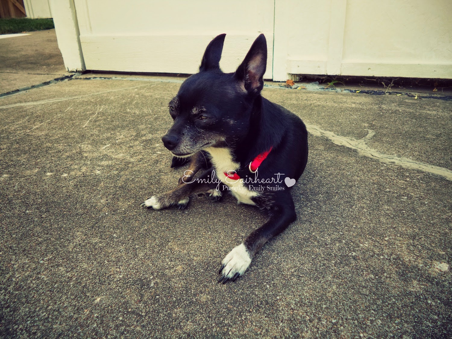 Minnie, Chihuahua