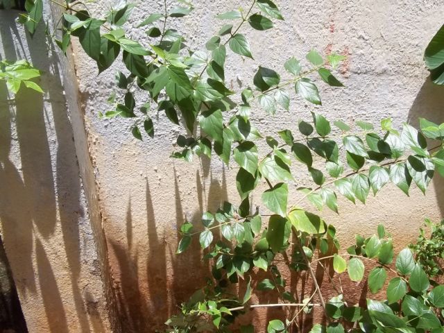 Parijat Flowers