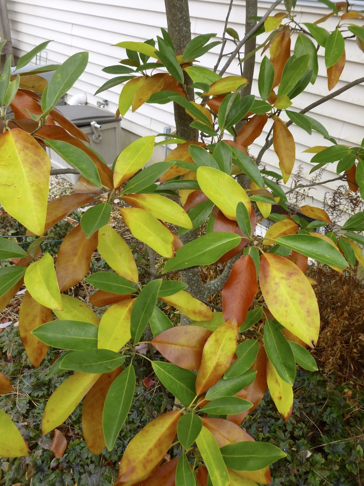 Plant Inventory at 20 Timothy Magnolia virginiana / Sweetbay Magnolia